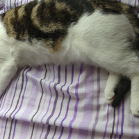 Tekir Kedi, Kedi  Pati fotoğrafı