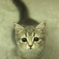 British Shorthair, Kedi  Bambi fotoğrafı