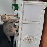 British Shorthair, Kedi  Pati fotoğrafı
