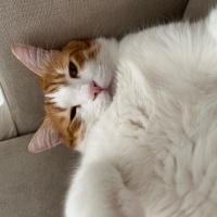 Tekir Kedi, Kedi  Karamel fotoğrafı