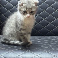 Scottish Fold, Kedi  önemli olan cins değil ama öğrenmek istiyorum fotoğrafı