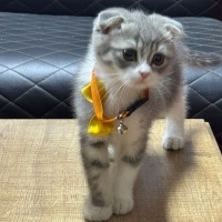 Scottish Fold, Kedi  önemli olan cins değil ama öğrenmek istiyorum fotoğrafı