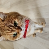 British Longhair, Kedi  Çiko fotoğrafı