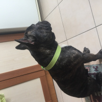 Fransız Bulldog, Köpek  Zeus fotoğrafı