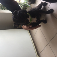 Fransız Bulldog, Köpek  Zeus fotoğrafı