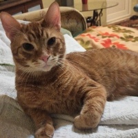 Sarman, Kedi  Tarçın fotoğrafı