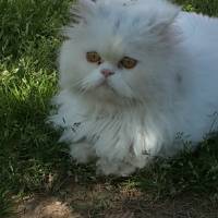 İran Kedisi (Persian), Kedi  paşa fotoğrafı