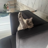 Brazilian Shorthair, Kedi  Behlül fotoğrafı