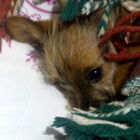 Yorkshire Terrier, Köpek  Pera fotoğrafı