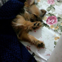 Yorkshire Terrier, Köpek  Pera fotoğrafı