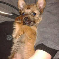 Yorkshire Terrier, Köpek  Pera fotoğrafı