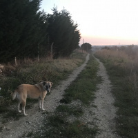 Sokö (Sokak Köpeği), Köpek  Kuzus fotoğrafı