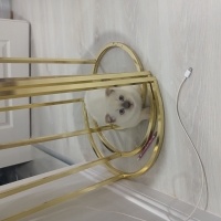 Scottish Fold, Kedi  Şans fotoğrafı