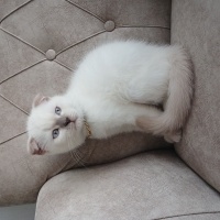 Scottish Fold, Kedi  Şans fotoğrafı