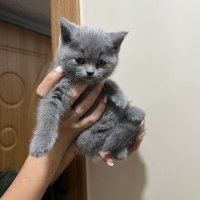 British Shorthair, Kedi  Bulut fotoğrafı