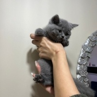 British Shorthair, Kedi  Bulut fotoğrafı