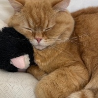 British Shorthair, Kedi  Simba fotoğrafı