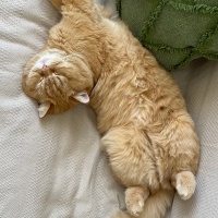 British Shorthair, Kedi  Simba fotoğrafı