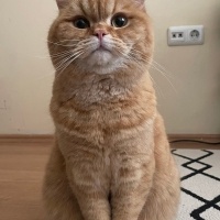 British Shorthair, Kedi  Simba fotoğrafı