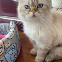 Ragdoll, Kedi  Lady fotoğrafı
