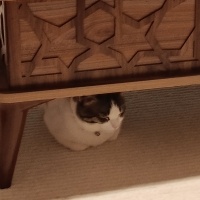 Tekir Kedi, Kedi  Ercü fotoğrafı