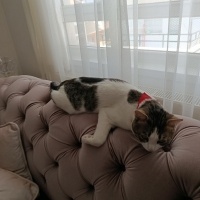 Tekir Kedi, Kedi  Ercü fotoğrafı