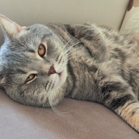 British Shorthair, Kedi  Yumak fotoğrafı
