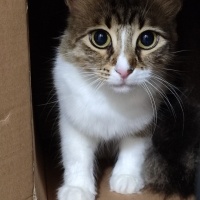 Tekir Kedi, Kedi  Kontes fotoğrafı