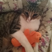 Tekir Kedi, Kedi  Kontes fotoğrafı