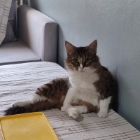 Tekir Kedi, Kedi  Kontes fotoğrafı