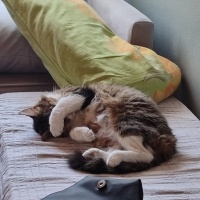 Tekir Kedi, Kedi  Kontes fotoğrafı