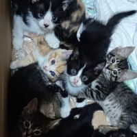 Tekir Kedi, Kedi  Anne ev kedisi ve 3erkek yavru fotoğrafı