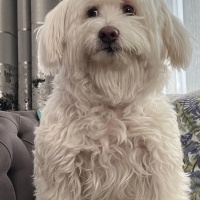 Bichon Frise, Köpek  Fıstık fotoğrafı