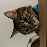 Tekir Kedi, Kedi  Venüs fotoğrafı