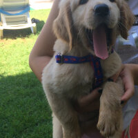 Golden Retriever, Köpek  Cesur fotoğrafı