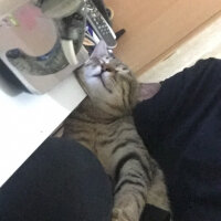 Tekir Kedi, Kedi  Hector fotoğrafı