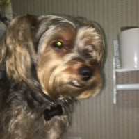 Yorkshire Terrier, Köpek  Cookie fotoğrafı