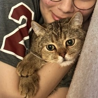 British Shorthair, Kedi  Çakır fotoğrafı