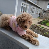 Poodle(Standart Kaniş), Köpek  Lady fotoğrafı
