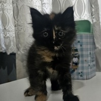Tekir Kedi, Kedi  Tofy fotoğrafı