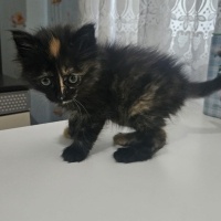 Tekir Kedi, Kedi  Tofy fotoğrafı