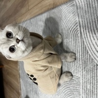 Scottish Fold, Kedi  Bulut fotoğrafı