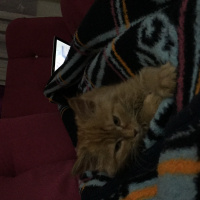 Tekir Kedi, Kedi  Dipsy fotoğrafı