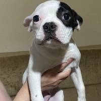 Fransız Bulldog, Köpek  Mars fotoğrafı