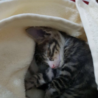 Tekir Kedi, Kedi  Şans fotoğrafı
