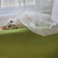 Ankara Kedisi, Kedi  Yağmur ve Ada fotoğrafı