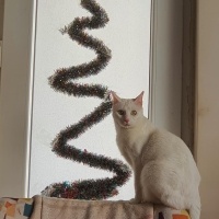 Ankara Kedisi, Kedi  Yağmur ve Ada fotoğrafı