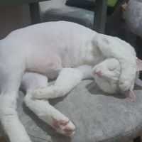 Ankara Kedisi, Kedi  Yağmur ve Ada fotoğrafı