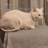 Ankara Kedisi, Kedi  Yağmur ve Ada fotoğrafı