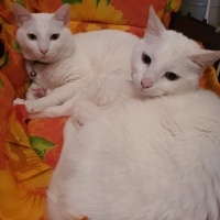 Ankara Kedisi, Kedi  Yağmur ve Ada fotoğrafı
